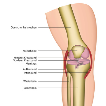 knie gelenk anatomie illustration